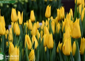 Tulipa Kim de Boer (3)
